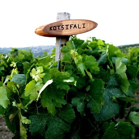 Kotsifali is a red Greek wine grape