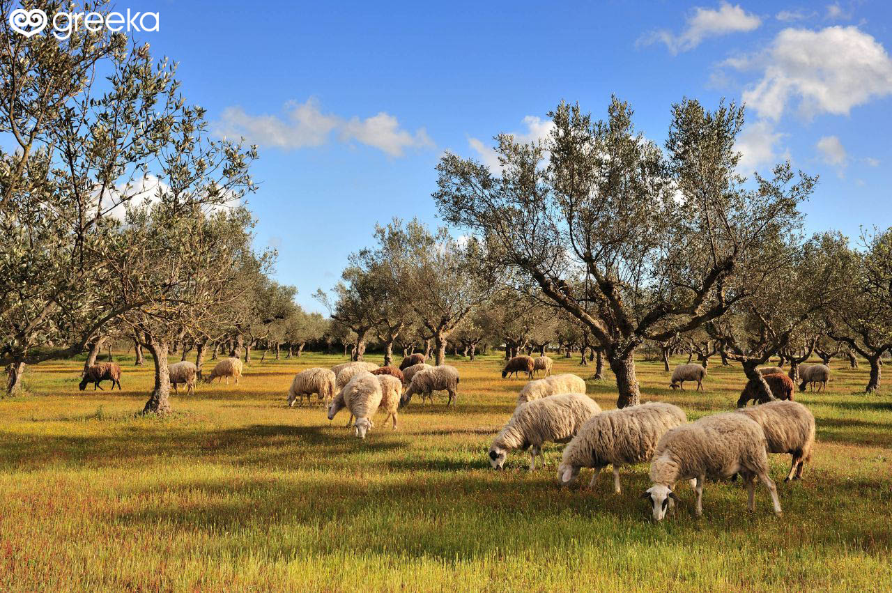 Farms in Greece, Agrotourism and seminars | Greeka.com